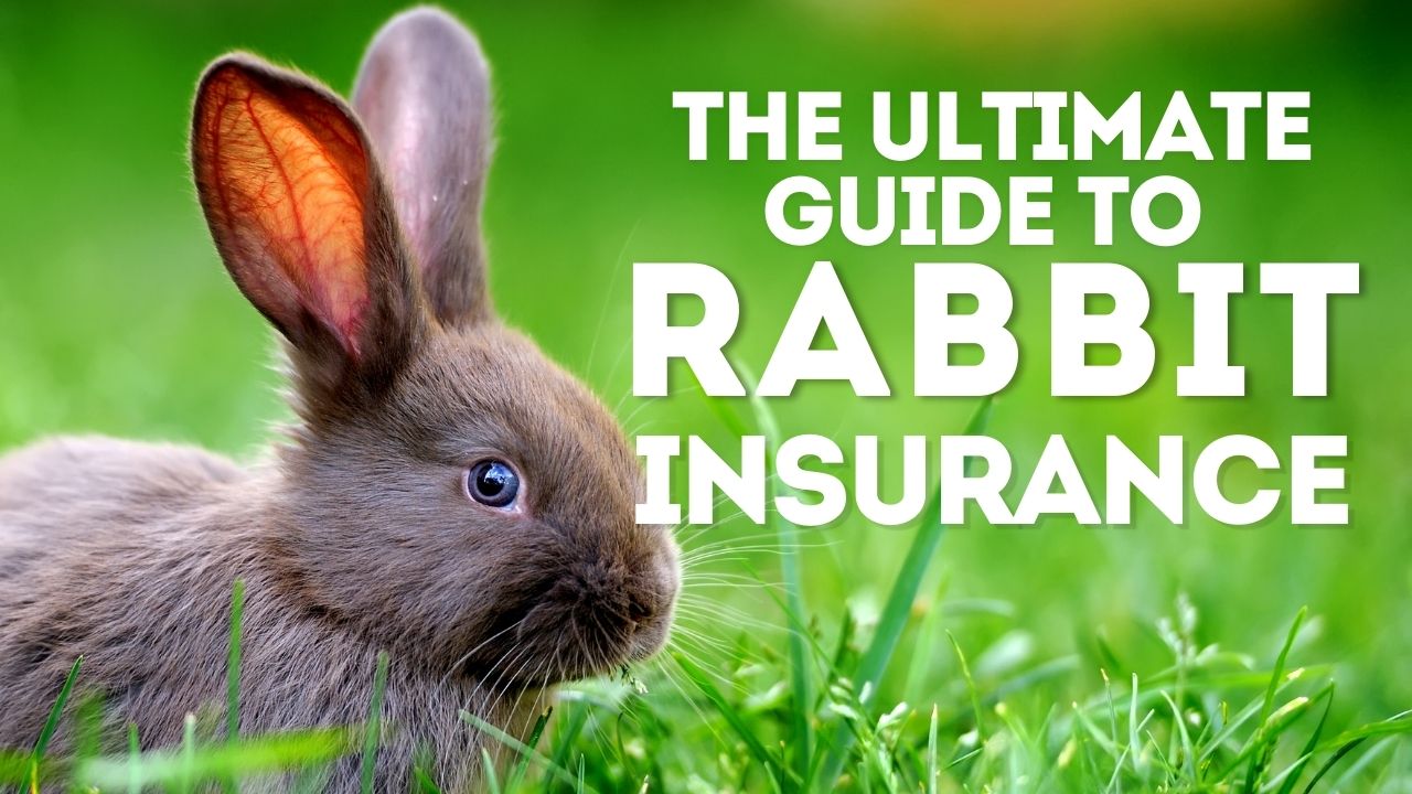 rabbit insurance